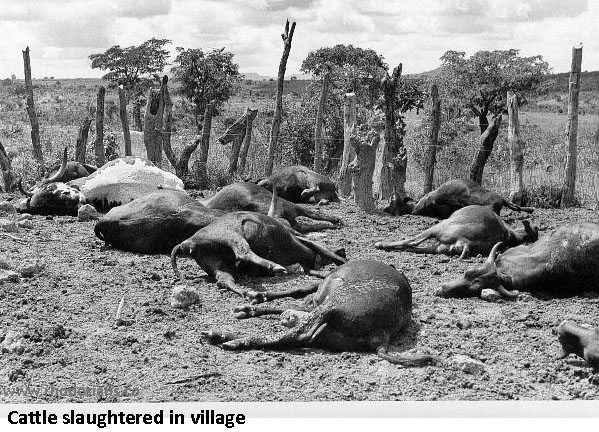 Cattle owned by villagers slaughtered by terrorists while intimidating the rural population